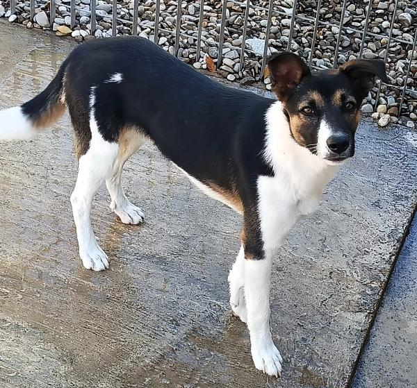 Cagnolini Alla Ricerca Di Una Casa
